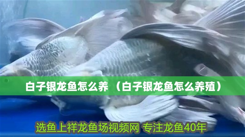 白子銀龍魚(yú)怎么養(yǎng) （白子銀龍魚(yú)怎么養(yǎng)殖）