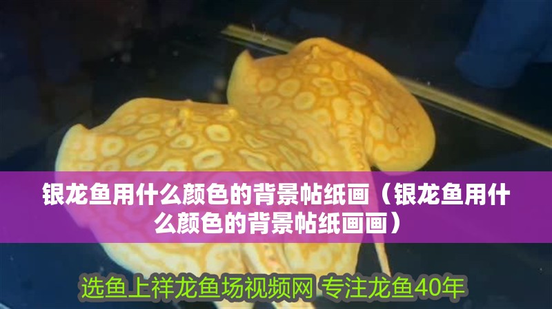 銀龍魚用什么顏色的背景帖紙畫（銀龍魚用什么顏色的背景帖紙畫畫） 銀龍魚用什么顏色的背景帖紙畫（銀龍魚用什么顏色的背景帖紙畫畫） 銀龍魚百科