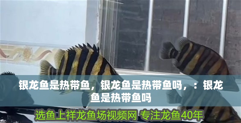 銀龍魚是熱帶魚，銀龍魚是熱帶魚嗎，：銀龍魚是熱帶魚嗎