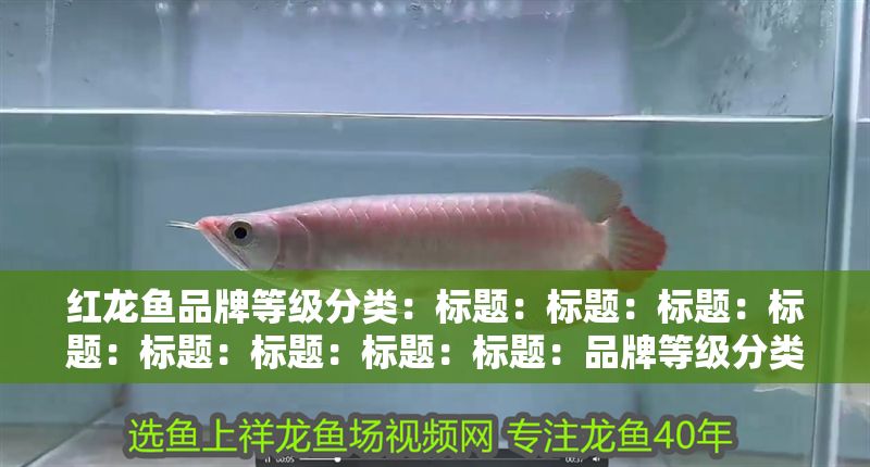 紅龍魚品牌等級分類：標題：標題：標題：標題：標題：標題：標題：標題：品牌等級分類