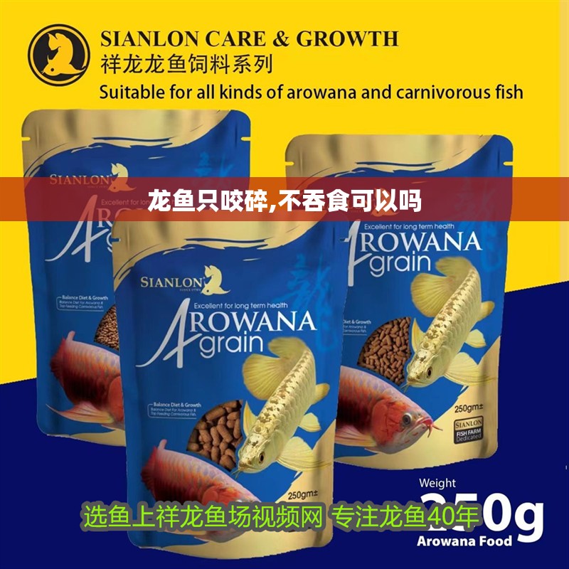 龍魚只咬碎,不吞食可以嗎