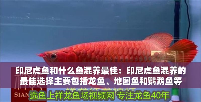 印尼虎魚和什么魚混養最佳：印尼虎魚混養的最佳選擇主要包括龍魚、地圖魚和鸚鵡魚等