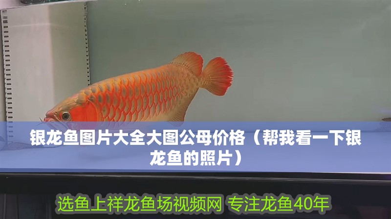 銀龍魚圖片大全大圖公母價格（幫我看一下銀龍魚的照片）