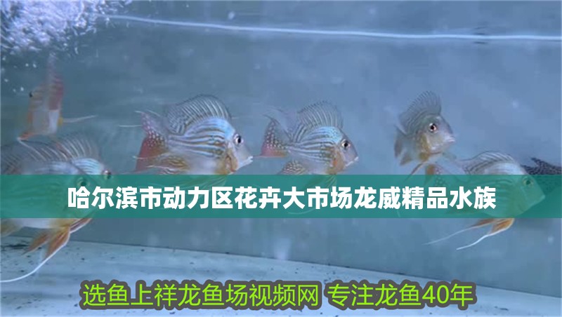 哈爾濱市動力區花卉大市場龍威精品水族