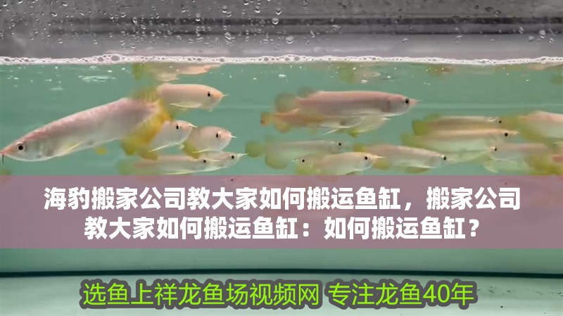 海豹搬家公司教大家如何搬運魚缸，搬家公司教大家如何搬運魚缸：如何搬運魚缸？