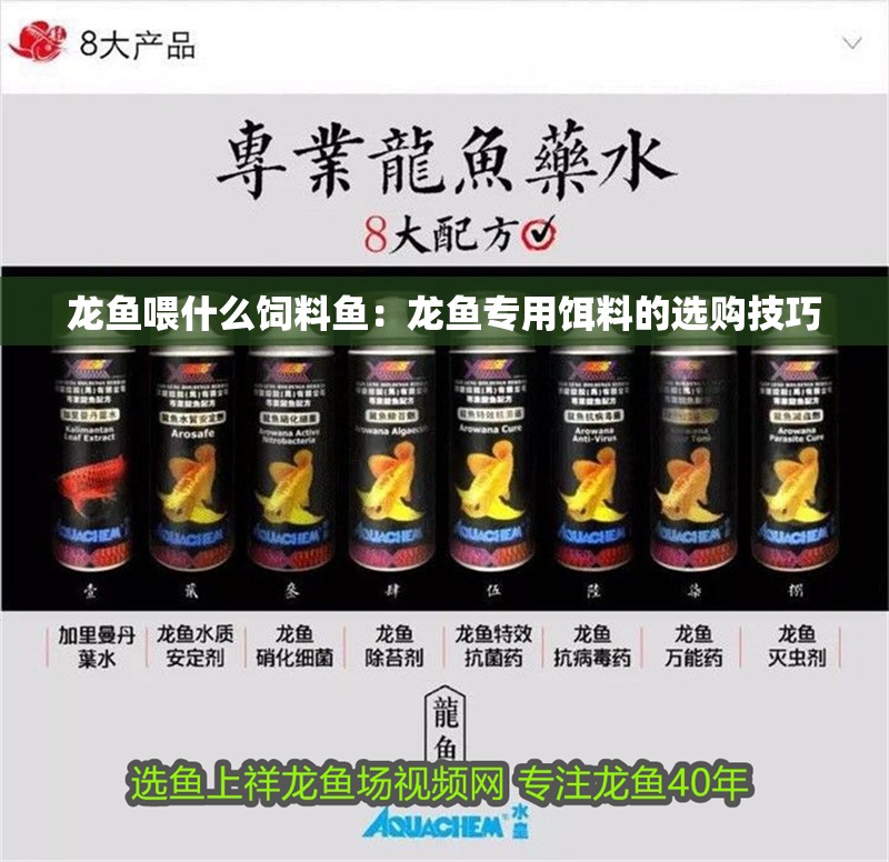 龍魚(yú)喂什么飼料魚(yú)：龍魚(yú)專用餌料的選購(gòu)技巧