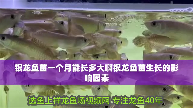 銀龍魚苗一個月能長多大啊銀龍魚苗生長的影響因素