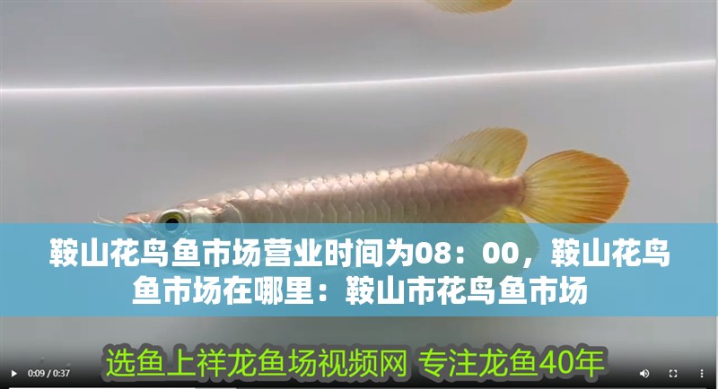鞍山花鳥魚市場(chǎng)營(yíng)業(yè)時(shí)間為08：00，鞍山花鳥魚市場(chǎng)在哪里：鞍山市花鳥魚市場(chǎng)