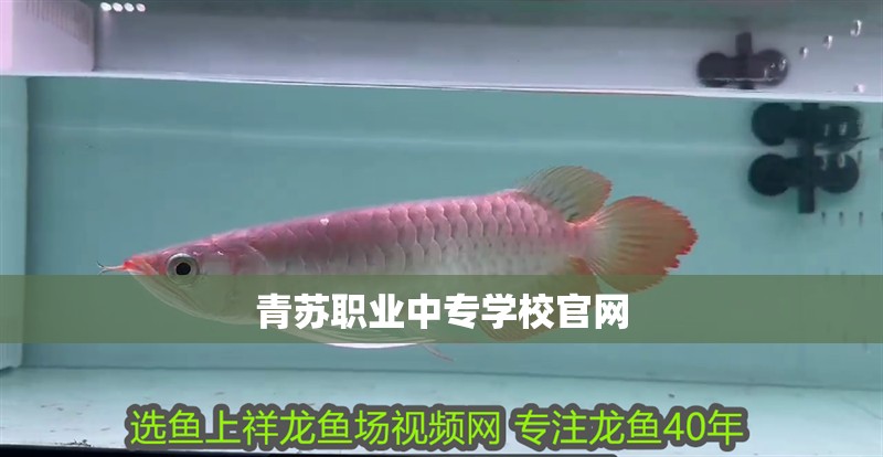 龍魚缸品牌十大排名榜圖片大全及價格，2024年龍魚缸品牌十大排名圖片大全及價格信息