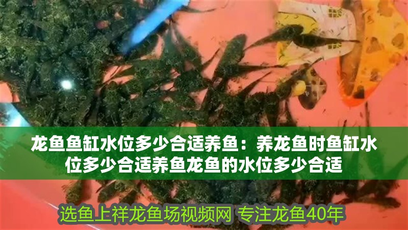 龍魚魚缸水位多少合適養魚：養龍魚時魚缸水位多少合適養魚龍魚的水位多少合適