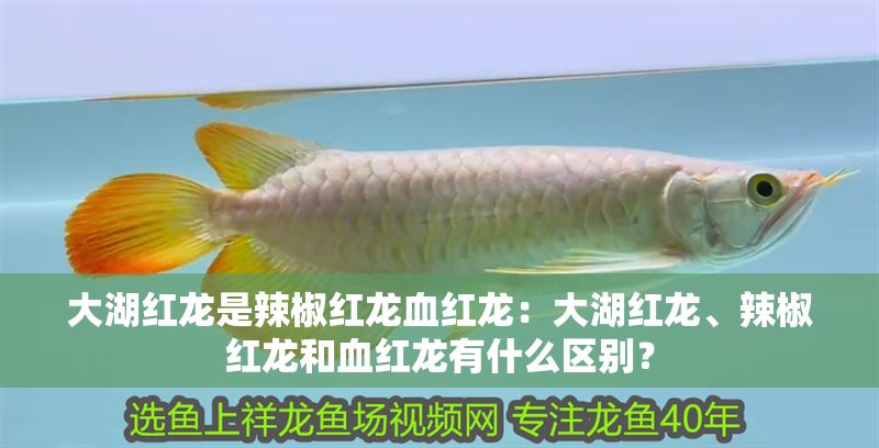 大湖紅龍是辣椒紅龍血紅龍：大湖紅龍、辣椒紅龍和血紅龍有什么區別？