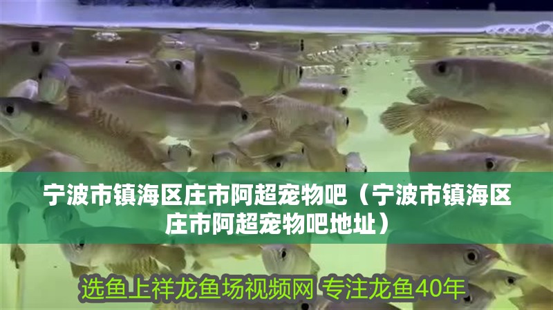 寧波市鎮(zhèn)海區(qū)莊市阿超寵物吧（寧波市鎮(zhèn)海區(qū)莊市阿超寵物吧地址）