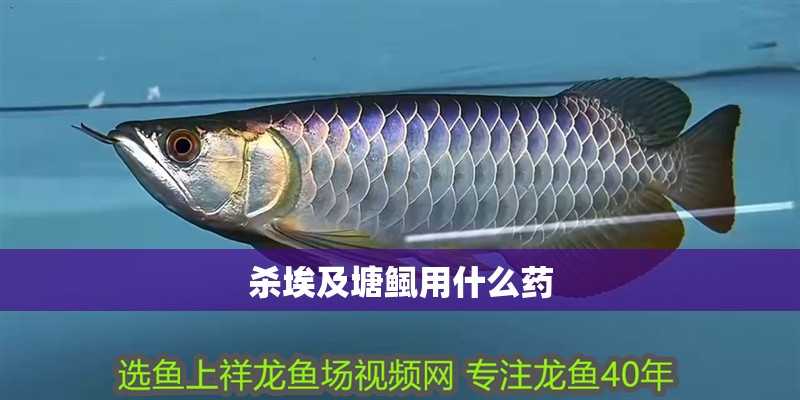 殺埃及塘鲺用什么藥