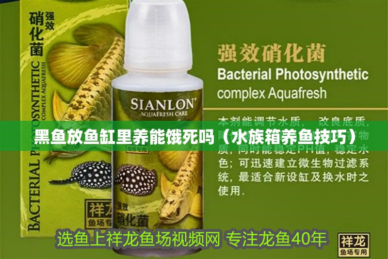 黑魚放魚缸里養(yǎng)能餓死嗎（水族箱養(yǎng)魚技巧）