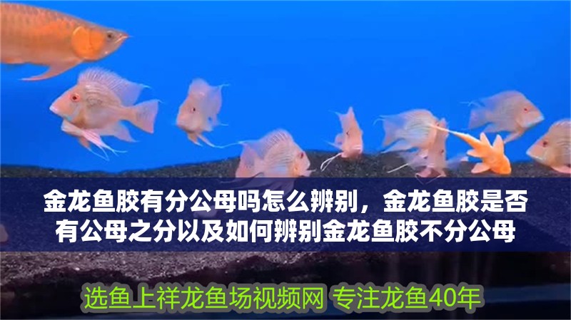 金龍魚膠有分公母嗎怎么辨別，金龍魚膠是否有公母之分以及如何辨別金龍魚膠不分公母