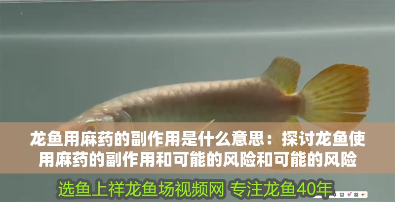 龍魚用麻藥的副作用是什么意思：探討龍魚使用麻藥的副作用和可能的風險和可能的風險