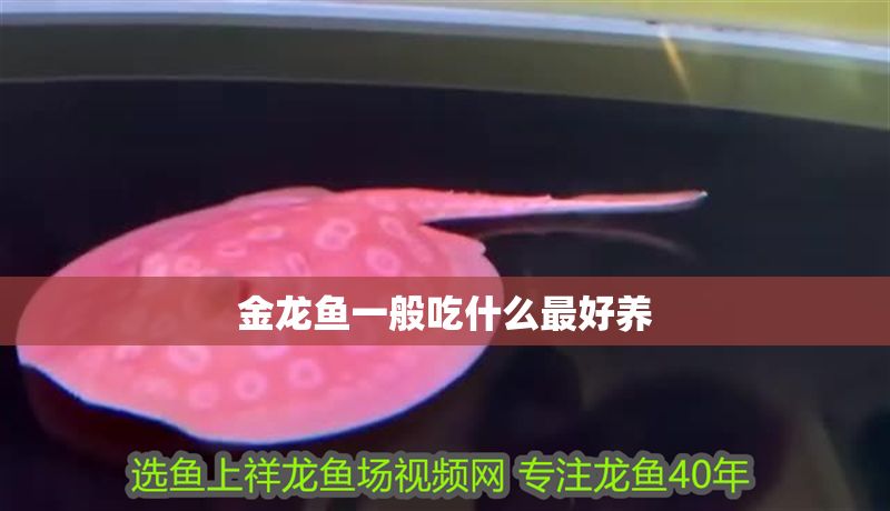 金龍魚一般吃什么最好養 金龍魚一般吃什么最好養 龍魚百科 第2張