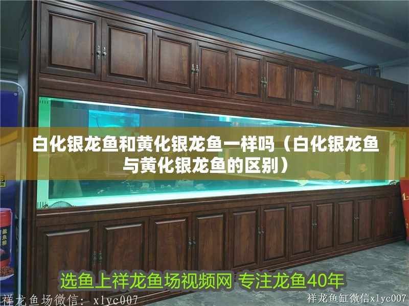 白化銀龍魚和黃化銀龍魚一樣嗎（白化銀龍魚與黃化銀龍魚的區(qū)別）