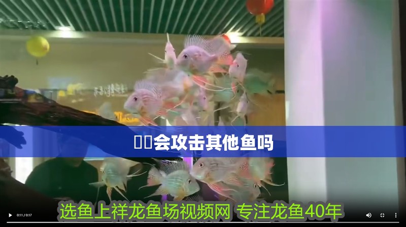 鳑鲏會攻擊其他魚嗎