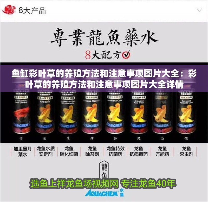 魚缸彩葉草的養殖方法和注意事項圖片大全：彩葉草的養殖方法和注意事項圖片大全詳情