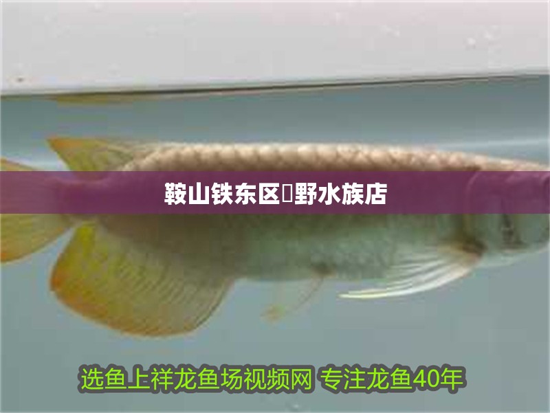 鞍山鐵東區祐野水族店