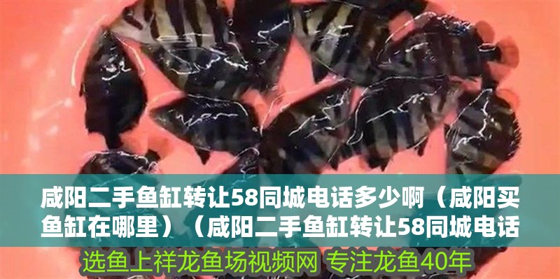 咸陽二手魚缸轉讓58同城電話多少啊（咸陽買魚缸在哪里）（咸陽二手魚缸轉讓58同城電話多少）