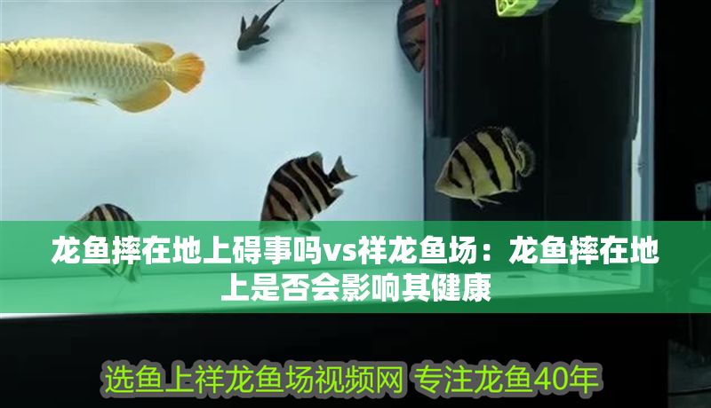 龍魚摔在地上礙事嗎vs祥龍魚場：龍魚摔在地上是否會影響其健康