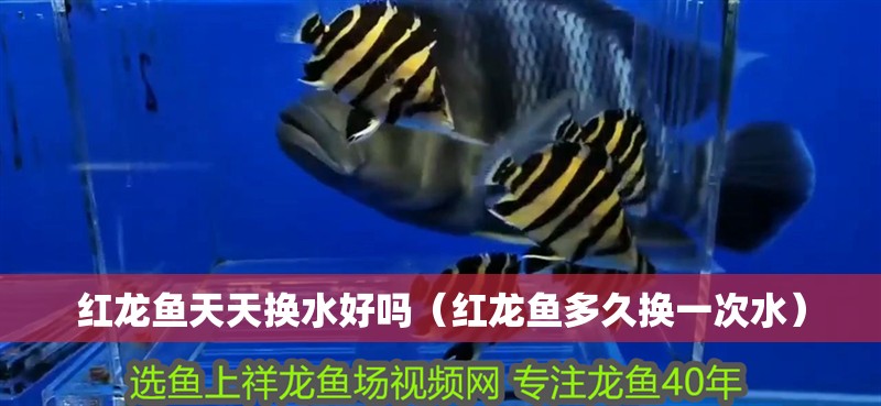 紅龍魚天天換水好嗎（紅龍魚多久換一次水）