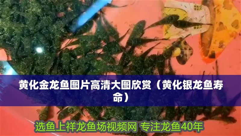 黃化金龍魚圖片高清大圖欣賞（黃化銀龍魚壽命）
