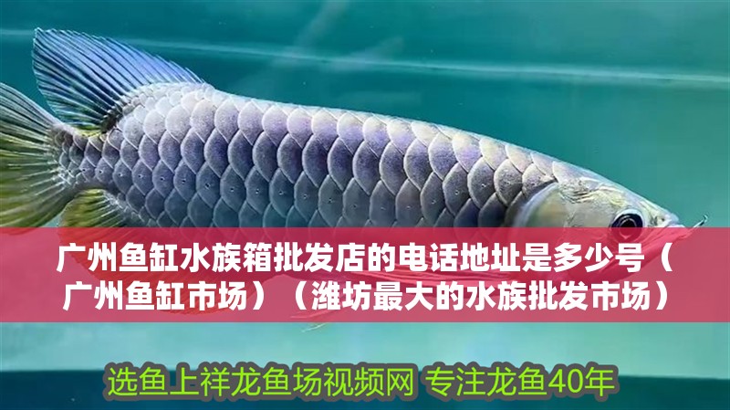 廣州魚缸水族箱批發店的電話地址是多少號（廣州魚缸市場）（濰坊最大的水族批發市場）