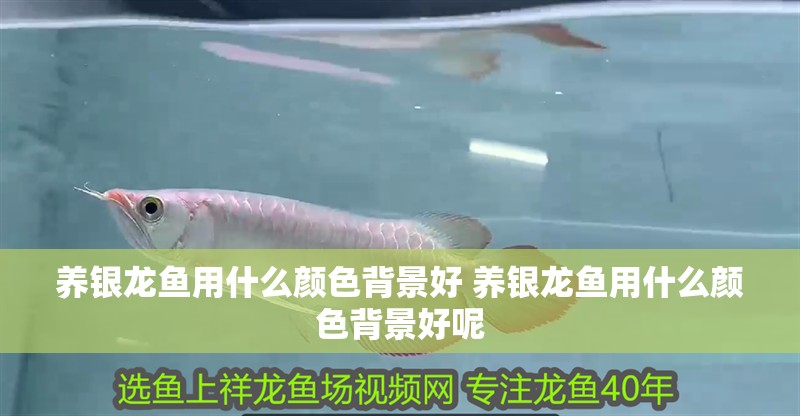 養銀龍魚用什么顏色背景好 養銀龍魚用什么顏色背景好呢