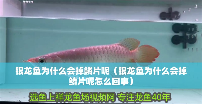 銀龍魚為什么會掉鱗片呢（銀龍魚為什么會掉鱗片呢怎么回事）