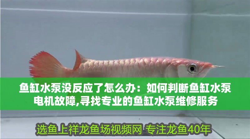 魚(yú)缸水泵沒(méi)反應(yīng)了怎么辦：如何判斷魚(yú)缸水泵電機(jī)故障,尋找專業(yè)的魚(yú)缸水泵維修服務(wù)