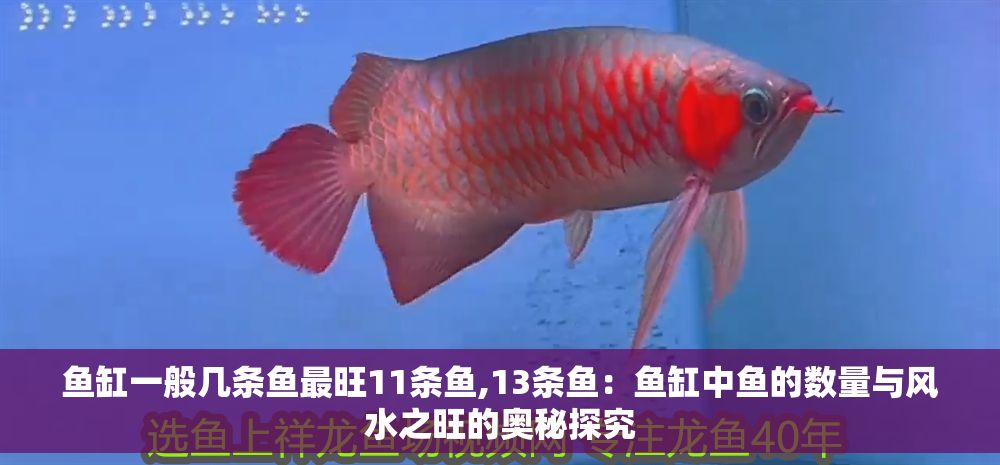 魚缸一般幾條魚最旺11條魚,13條魚：魚缸中魚的數量與風水之旺的奧秘探究