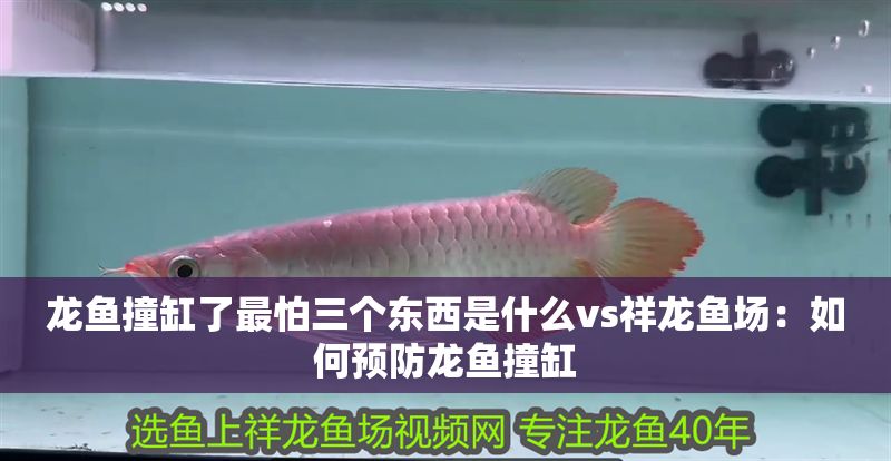 龍魚撞缸了最怕三個東西是什么vs祥龍魚場：如何預防龍魚撞缸