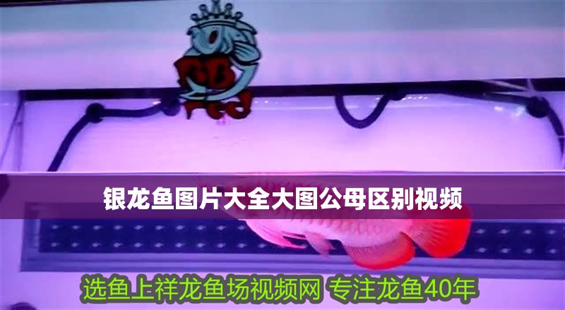銀龍魚圖片大全大圖公母區別視頻