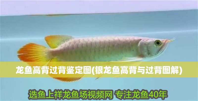 龍魚高背過背鑒定圖(銀龍魚高背與過背圖解)