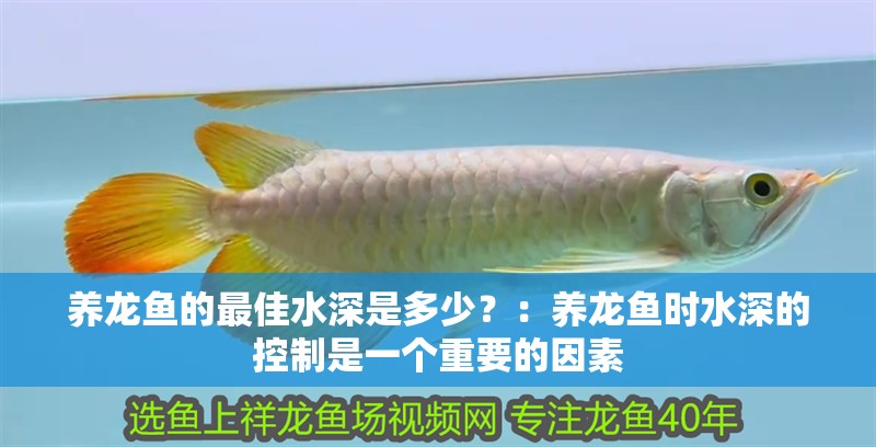 養龍魚的最佳水深是多少？：養龍魚時水深的控制是一個重要的因素