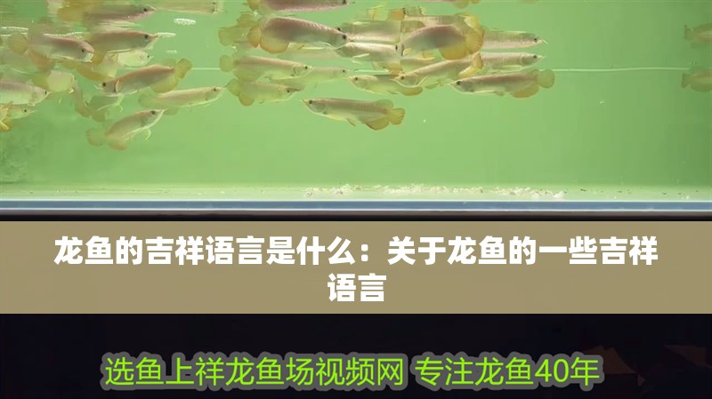 龍魚的吉祥語言是什么：關于龍魚的一些吉祥語言