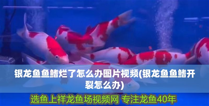 銀龍魚魚鰭爛了怎么辦圖片視頻(銀龍魚魚鰭開裂怎么辦)