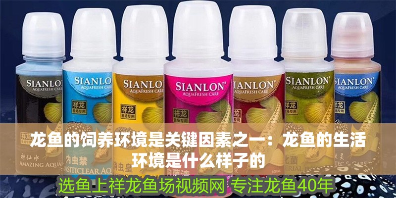 龍魚的飼養環境是關鍵因素之一：龍魚的生活環境是什么樣子的