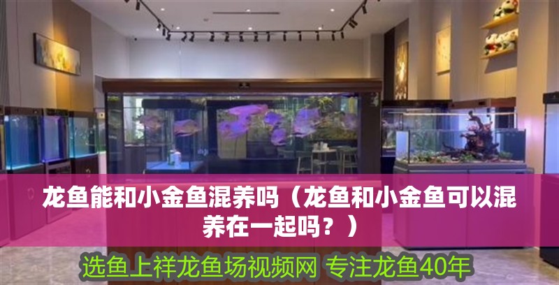 龍魚能和小金魚混養嗎（龍魚和小金魚可以混養在一起嗎？）