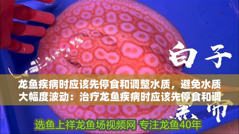 龍魚疾病時應該先停食和調整水質，避免水質大幅度波動：治療龍魚疾病時應該先停食和調整水質，避免水質大幅度波動