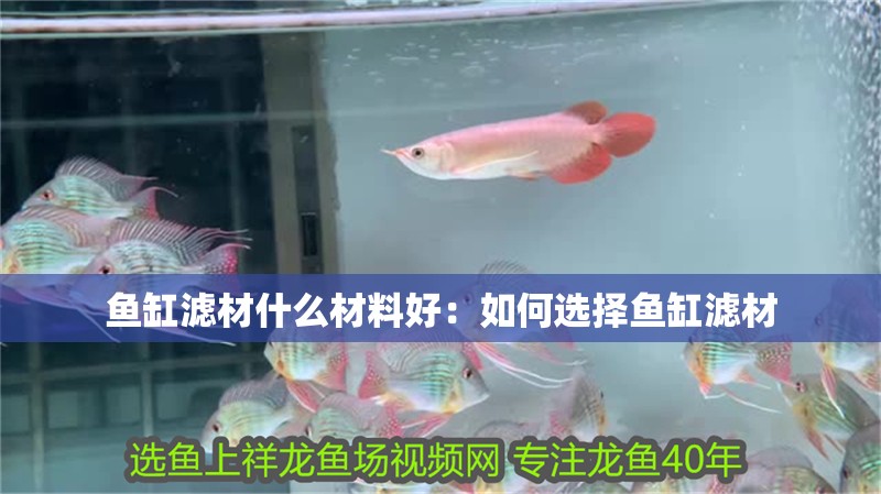 魚缸濾材什么材料好：如何選擇魚缸濾材