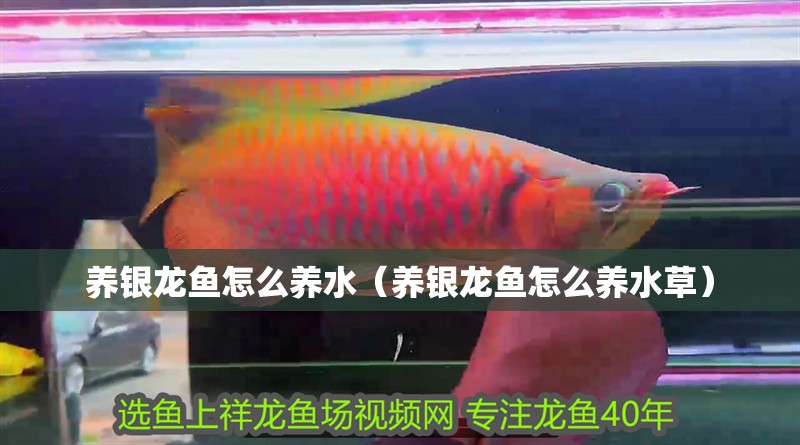 養(yǎng)銀龍魚怎么養(yǎng)水（養(yǎng)銀龍魚怎么養(yǎng)水草）