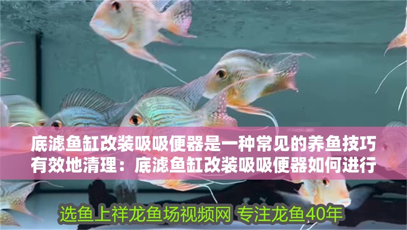 底濾魚缸改裝吸吸便器是一種常見的養(yǎng)魚技巧有效地清理：底濾魚缸改裝吸吸便器如何進行改裝