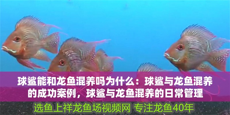 球鯊能和龍魚混養(yǎng)嗎為什么：球鯊與龍魚混養(yǎng)的成功案例，球鯊與龍魚混養(yǎng)的日常管理