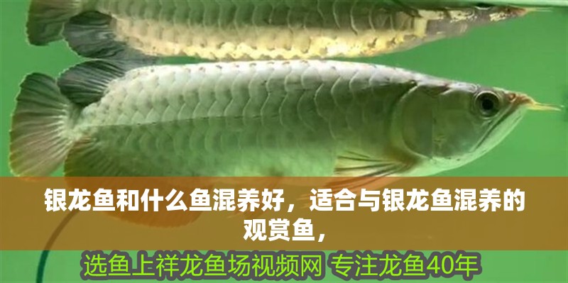 銀龍魚和什么魚混養好，適合與銀龍魚混養的觀賞魚，