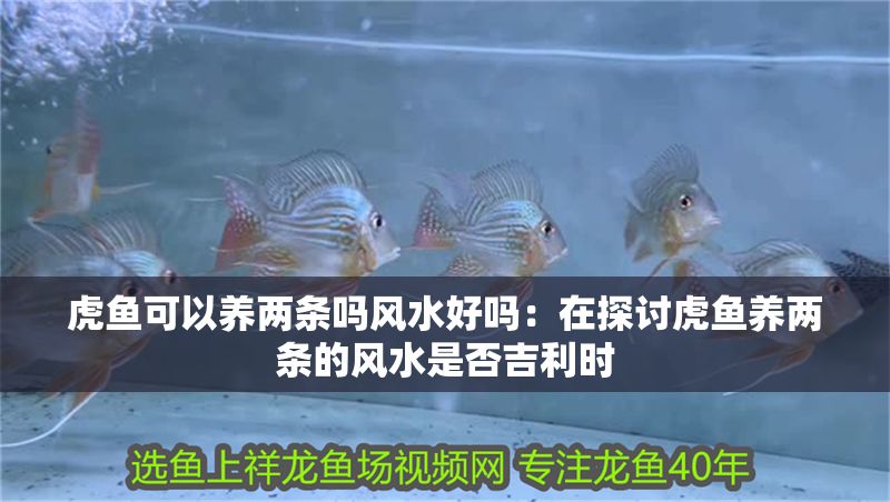 虎魚可以養兩條嗎風水好嗎：在探討虎魚養兩條的風水是否吉利時
