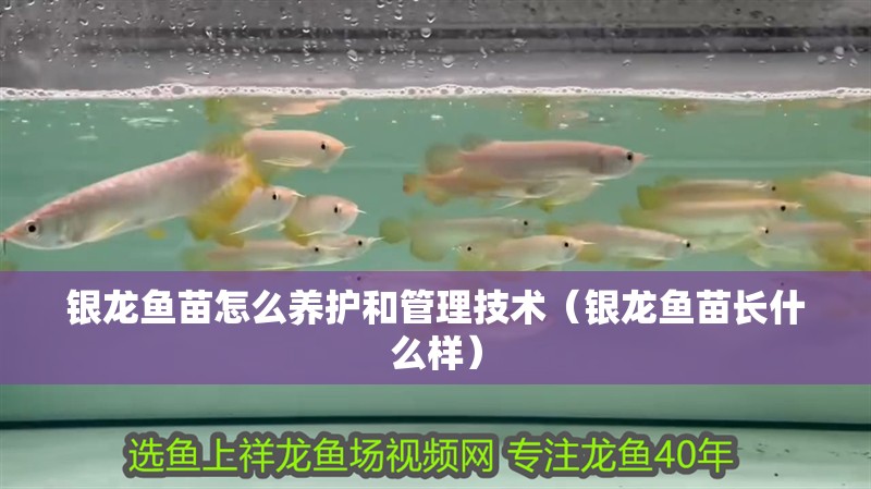 銀龍魚苗怎么養護和管理技術（銀龍魚苗長什么樣）